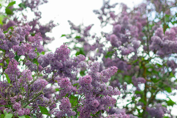 Spring background with blooming Lilac Flowers