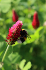 Bumble bee on crimson clover  flower in the field. Bombus in a Trifolium incarnatum field 