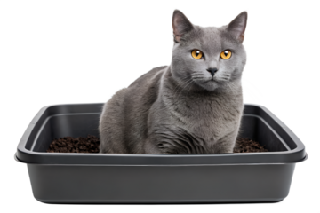Beautiful gray cat using a litter box on black background, gray cat, chartreux, litter box, pet, feline, domestic animal, studio shot, black background, kitty, short hair, adorable, animal, indoors
