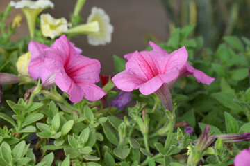 Pink petunias in the garden, Petunia, Close up of Pink Petunia flower in the garden, Petunia flower and blurred background, Background of Pink petunia flowers, spring flower Closeup.