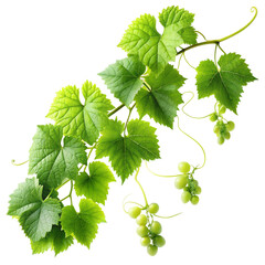green grape leaves
