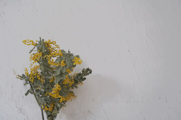 白背景で撮影したミモザのドライフラワー