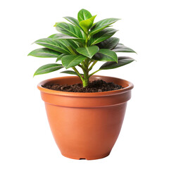 Obraz premium green plant in a pot