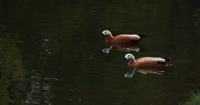beautiful red duck ogar swims in a pond on a summer day
