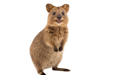 Smiling quokka standing isolated on black background cute australian animal, quokka, marsupial, australia, animal, cute, smiling, isolated, black background, wildlife, aussie, adorable, mammal