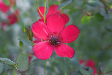 Obraz premium Linum Grandiflorum Rubrum Scarlet Flax bloomed in the garden on a flower bed, Red Linum Grandiflorums closeup in nature, Red flaxs or flowering flaxs, scarlet flax, crimson flax flower head close-up