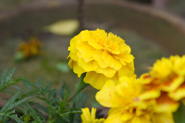 Yellow french marigold flower blossom in garden, Yellow french Mari Gold flowers for decorate garden, Close up of beautiful small marigold flower in garden. Marigold flowers bloom in nature
