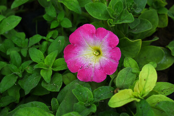 Pink White petunias in the garden, Petunia, Close up of Pink White Petunia flower in the garden, Petunia flower and blurred background, Background of White Yellow petunia flowers, spring flower Closeu