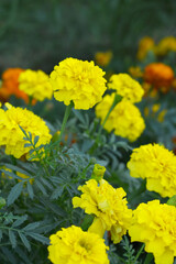 Yellow french marigold flower blossom in garden, Yellow french Mari Gold flowers for decorate garden, Close up of beautiful small marigold flower in garden. Marigold flowers bloom in nature
