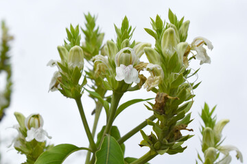 A green Plant of Justicia adhatoda vasica or malabar nut plant in selective focus and background...