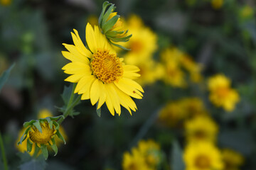 Golden Crownbeard (Also called Golden Crownbeard, Copen Daisy, golden crown beard) in the nature, Golden Crownbeard Flower closeup,Beautiful yellow flower closseup in nature Chakwal, Punjab, Pakistan