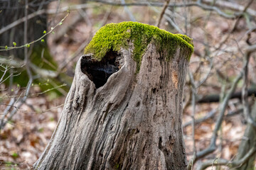 Treenk with moss and a heart shaped hole