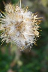 Pink milk thistle flower on green background, Field with Silybum marianum (Milk Thistle), Medical plants. Blessed milk thistle pink flowersin field. Silybum marianum herbal remedy plant. Banner.