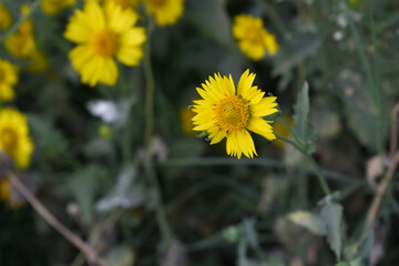 Golden Crownbeard (Also called Golden Crownbeard, Copen Daisy, golden crown beard) in the nature, Golden Crownbeard Flower closeup,Beautiful yellow flower closseup in nature Chakwal, Punjab, Pakistan