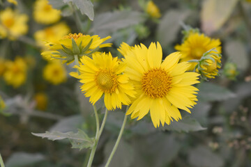 Golden Crownbeard (Also called Golden Crownbeard, Copen Daisy, golden crown beard) in the nature,...