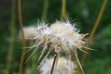 Pink milk thistle flower on green background, Field with Silybum marianum (Milk Thistle), Medical plants. Blessed milk thistle pink flowersin field. Silybum marianum herbal remedy plant. Banner.