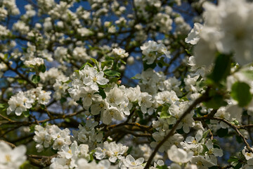 Białe kwiaty kwitnącej dzikiej jabłoni w naturalnym środowisku