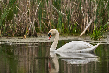 Łabędź niemy (Cygnus olor) – gatunek dużego, częściowo wędrownego ptaka wodnego z podrodziny gęsi.