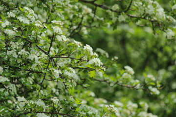 Common hawthorn plant (Crataegus monogyna)