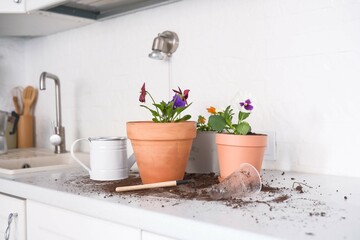 Fresh aromatic garden plants Viola flowers in terracotta pot in the kitchen. Home gardening and cultivation.
