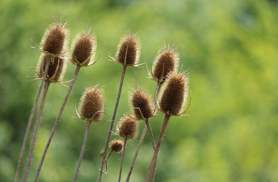 Wild teasel plant (Dipsacus sylvestris)