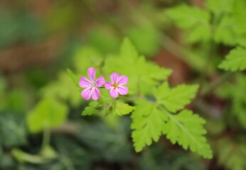 Herb Robert plant (geranium robertianum)