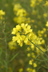 Mustard flower field is full blooming, yellow mustard field landscape industry of agriculture, mustard flowers closeup photo, Oil seed crop cultivation in Pakistan, Full Blooming Yellow Mustard Flo Dw
