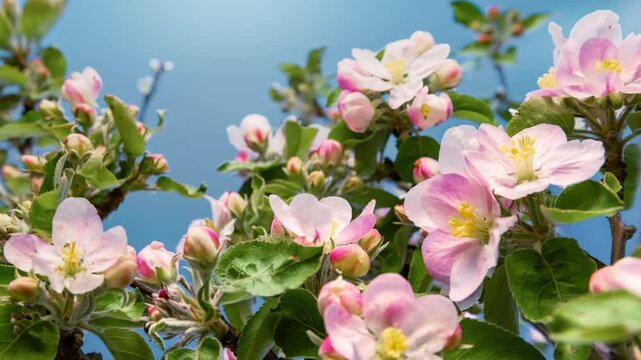 Timelapse of apple tree blossoms opening,