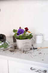 Experience the beauty of indoor gardening with vibrant colorful flowers and essential planting tools