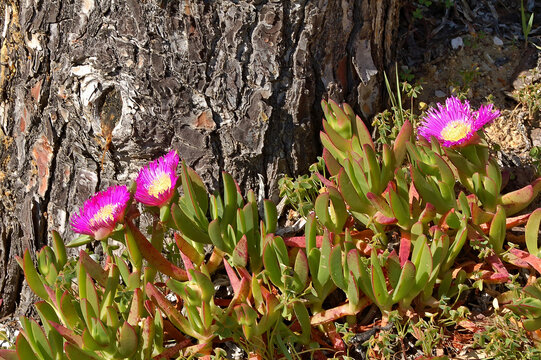 Carpobrotus edulis blossoming near a maritime pine trunk