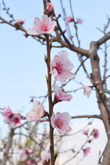 Beautiful Pink Peach Blossoms in a Garden, Pink Peach Flowers Blooming on Peach Tree, Beautiful peach flowers close up - as background, Flowering branch of fruit flower closeup