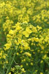 Mustard flower field is full blooming, yellow mustard field landscape industry of agriculture, mustard flowers closeup photo, Oil seed crop cultivation in Pakistan, Full Blooming Yellow Mustard Flo Dw