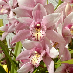 Pink boat orchids blooming in spring