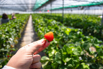 Hydroponic strawberry in glass farm, organic farm, Lush rows of vibrant strawberries thriving in an innovative hydroponic farm