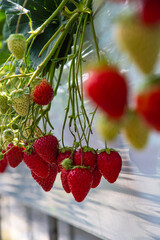 Hydroponic strawberry in glass farm, organic farm, Lush rows of vibrant strawberries thriving in an innovative hydroponic farm