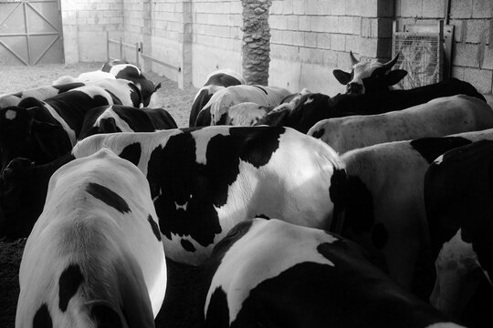 Basra, Iraq - April 25, 2025: Dairy Cows Gather in Enclosure, Black and White
