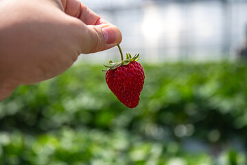 Hydroponic strawberry in glass farm, organic farm, Lush rows of vibrant strawberries thriving in an innovative hydroponic farm