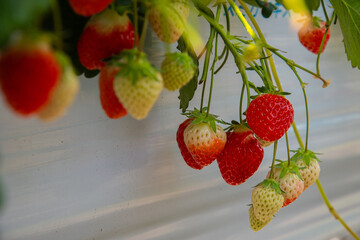 Hydroponic strawberry in glass farm, organic farm, Lush rows of vibrant strawberries thriving in an innovative hydroponic farm