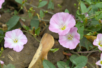 Field bindweed or Convolvulus arvensis or European bindweed or Creeping Jenny with open flowers...