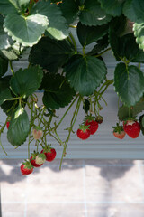 Hydroponic strawberry in glass farm, organic farm, Lush rows of vibrant strawberries thriving in an innovative hydroponic farm
