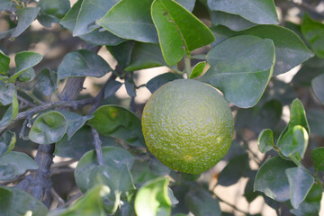 unripe green oranges on tree, close-up of a beautiful orange tree with green oranges, fruit hanging on a tree, Close-up of unripe oranges hanging on a tree, Chakwal, Punjab, Pakistan