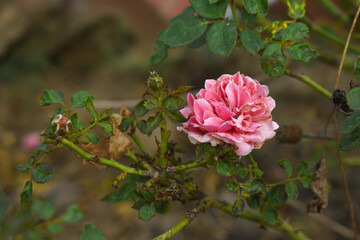 Beautiful pink rose flower closeup in garden, A very beautiful pink yellow rose flower bloomed on the rose tree, Rose flower closeup, bloom flowers, Natural spring flower floral background