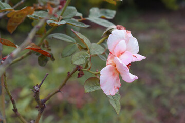 Obraz premium Beautiful pink rose flower closeup in garden, A very beautiful pink yellow rose flower bloomed on the rose tree, Rose flower closeup, bloom flowers, Natural spring flower floral background