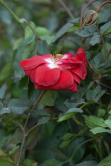 Beautiful red rose flower closeup in garden, A very beautiful red rose flower bloomed on the rose tree, Rose flower closeup, bloom flowers, Natural spring flower, Natural floral background,