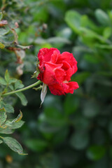 Beautiful red rose flower closeup in garden, A very beautiful red rose flower bloomed on the rose tree, Rose flower closeup, bloom flowers, Natural spring flower, Natural floral background,