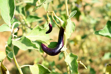 Fresh long purple brinjal (eggplant) hanging on the plant, brinjal in the vegetable field waiting to be picked for consumption. brinjal hanging on the brinjal plant. Fresh vegetable, healthy vegetable