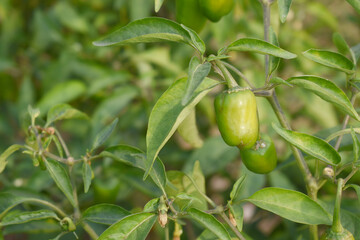 fresh green chili on plant closeup, chili plants in organic farming, Chilies closeup in field, Green chili plant in a farmer's field, Ripe green chili on a plant in Chakwal, Punjab, Pakistan