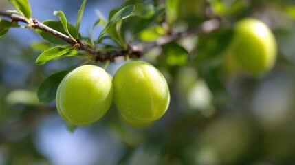 A bunch of green plums hanging from a tree branch