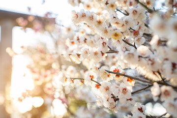 Close-up of blooming white plum blossoms in soft sunlight, symbolizing the arrival of early spring in Japan. The delicate petals and gentle bokeh create a dreamy, serene atmosphere in nature.