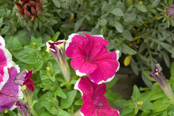 Red White petunias in the garden, Petunia, Close up of Red White Petunia flower in the garden, Petunia flower and blurred background, Background of Red White petunia flowers, spring flower Closeup.